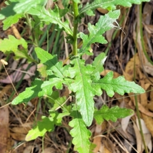 Senecio hispidulus at Beechworth, VIC - 3 Jan 2024