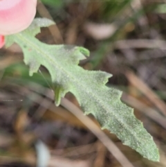 Senecio hispidulus at Beechworth, VIC - 3 Jan 2024