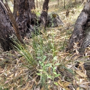 Senecio hispidulus at Beechworth, VIC - 3 Jan 2024