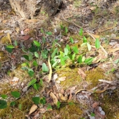 Hardenbergia violacea at Beechworth, VIC - 3 Jan 2024