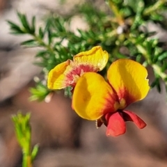 Dillwynia phylicoides (A Parrot-pea) at Beechworth Historic Park - 3 Jan 2024 by trevorpreston