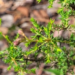 Dillwynia phylicoides at Beechworth, VIC - 3 Jan 2024 04:16 PM