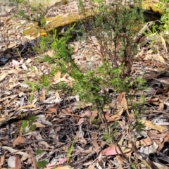 Dillwynia phylicoides at Beechworth, VIC - 3 Jan 2024 04:16 PM