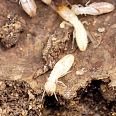 Unidentified Termite (superfamily Termitoidea) at Beechworth Historic Park - 3 Jan 2024 by trevorpreston