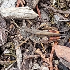 Exarna includens (Red-legged Exarna) at Beechworth Historic Park - 3 Jan 2024 by trevorpreston