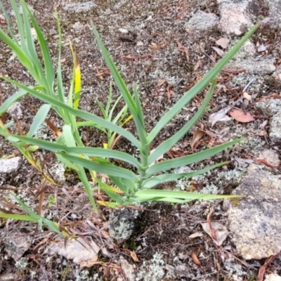 Stypandra glauca (Nodding Blue Lily) at Beechworth Historic Park - 3 Jan 2024 by trevorpreston