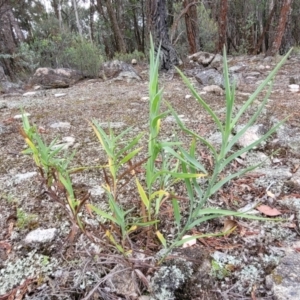 Stypandra glauca at Beechworth, VIC - 3 Jan 2024