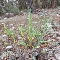 Stypandra glauca at Beechworth, VIC - 3 Jan 2024