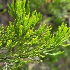 Callitris endlicheri (Black Cypress Pine) at Beechworth Historic Park - 3 Jan 2024 by trevorpreston
