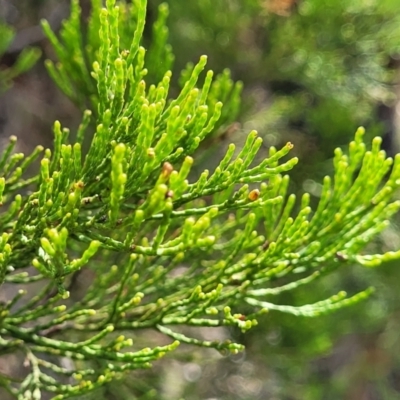 Callitris endlicheri (Black Cypress Pine) at Beechworth, VIC - 3 Jan 2024 by trevorpreston