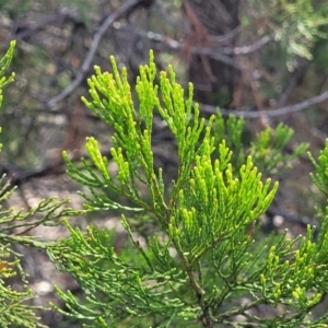 Callitris endlicheri at Beechworth, VIC - 3 Jan 2024