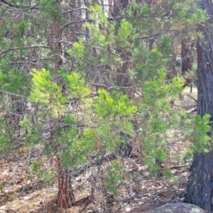 Callitris endlicheri at Beechworth, VIC - 3 Jan 2024