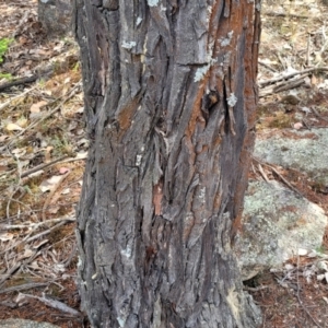 Callitris endlicheri at Beechworth, VIC - 3 Jan 2024