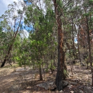 Callitris endlicheri at Beechworth, VIC - 3 Jan 2024