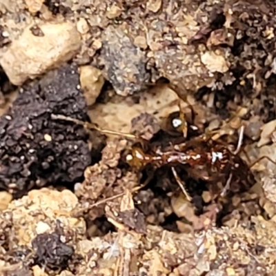 Aphaenogaster longiceps at Beechworth Historic Park - 3 Jan 2024 by trevorpreston