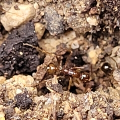 Aphaenogaster longiceps at Beechworth, VIC - 3 Jan 2024 04:08 PM