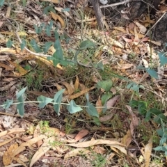 Veronica perfoliata (Digger's Speedwell) at Beechworth Historic Park - 3 Jan 2024 by trevorpreston