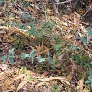 Veronica perfoliata at Beechworth, VIC - 3 Jan 2024