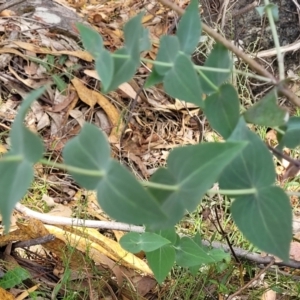 Veronica perfoliata at Beechworth, VIC - 3 Jan 2024