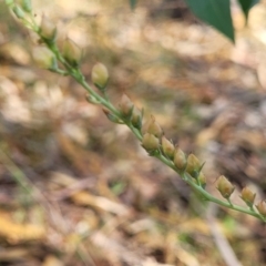 Veronica perfoliata at Beechworth, VIC - 3 Jan 2024