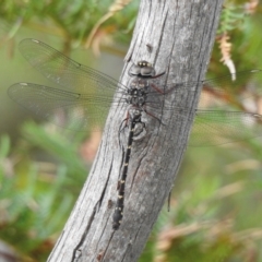 Austroaeschna obscura (Sydney Mountain Darner) at Wingecarribee Local Government Area - 3 Jan 2024 by GlossyGal