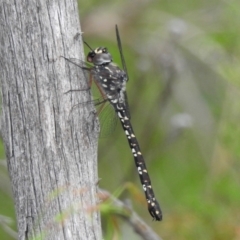 Austroaeschna obscura at Wingecarribee Local Government Area - 3 Jan 2024