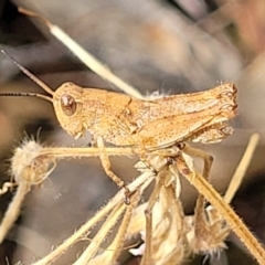 Unidentified Grasshopper (several families) at Beechworth Historic Park - 3 Jan 2024 by trevorpreston