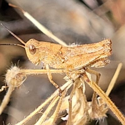 Unidentified Grasshopper (several families) at Beechworth Historic Park - 3 Jan 2024 by trevorpreston