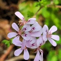 Pelargonium inodorum (Kopata) at Beechworth, VIC - 3 Jan 2024 by trevorpreston