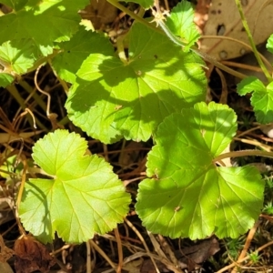 Pelargonium inodorum at Beechworth, VIC - 3 Jan 2024