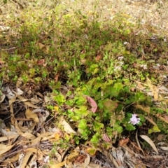 Pelargonium inodorum at Beechworth, VIC - 3 Jan 2024