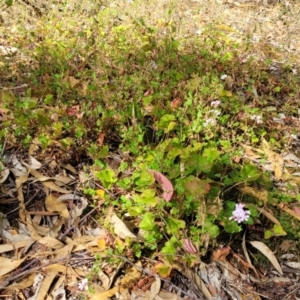 Pelargonium inodorum at Beechworth, VIC - 3 Jan 2024