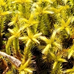 Unidentified Moss, Liverwort or Hornwort at Beechworth, VIC - 3 Jan 2024 by trevorpreston