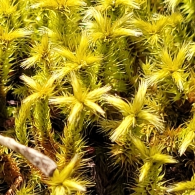 Unverified Moss, Liverwort or Hornwort at Beechworth, VIC - 3 Jan 2024 by trevorpreston