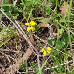 Goodenia hederacea subsp. hederacea (Ivy Goodenia, Forest Goodenia) at The Pinnacle - 31 Dec 2023 by sangio7