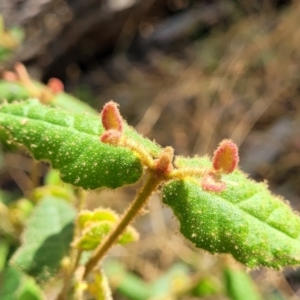 Correa reflexa var. reflexa at Beechworth, VIC - 3 Jan 2024