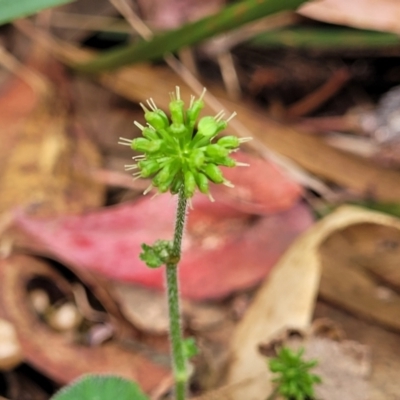 Hydrocotyle laxiflora (Stinking Pennywort) at Beechworth Historic Park - 3 Jan 2024 by trevorpreston