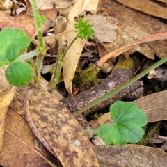 Hydrocotyle laxiflora at Beechworth, VIC - 3 Jan 2024