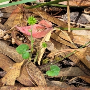 Hydrocotyle laxiflora at Beechworth, VIC - 3 Jan 2024 04:03 PM