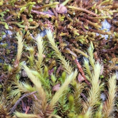 Unidentified Moss, Liverwort or Hornwort at Beechworth Historic Park - 3 Jan 2024 by trevorpreston