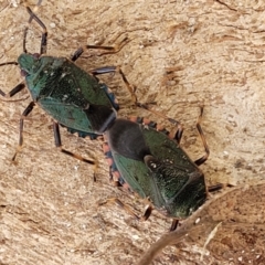 Unidentified Shield, Stink or Jewel Bug (Pentatomoidea) at Beechworth, VIC - 3 Jan 2024 by trevorpreston