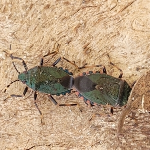 Notius depressus at Beechworth, VIC - 3 Jan 2024 03:36 PM