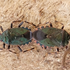 Notius depressus at Beechworth, VIC - 3 Jan 2024 03:36 PM