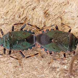 Notius depressus at Beechworth, VIC - 3 Jan 2024 03:36 PM