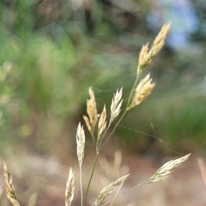 Agrostis capillaris at Beechworth, VIC - 3 Jan 2024