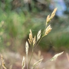 Agrostis capillaris (Brown Top Bent Grass) at Beechworth, VIC - 3 Jan 2024 by trevorpreston