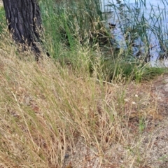 Agrostis capillaris at Beechworth, VIC - 3 Jan 2024 02:53 PM