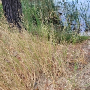 Agrostis capillaris at Beechworth, VIC - 3 Jan 2024