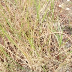 Agrostis capillaris at Beechworth, VIC - 3 Jan 2024 02:53 PM