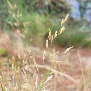 Agrostis capillaris at Beechworth, VIC - 3 Jan 2024